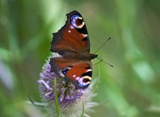 Peacock Butterfly Stock Photography Peacock Butterfly Stock Photography
