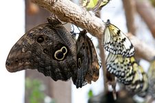 Butterflies On Branch Of Tree Stock Image