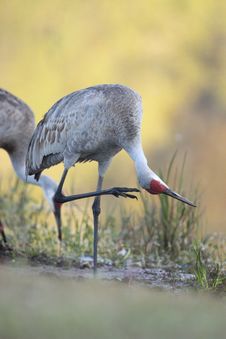 Sandhill Crane Royalty Free Stock Photo Sandhill Crane Royalty Free Stock Photo