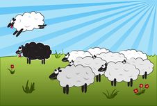 Jumping Over Black Sheep Stock Photos Jumping Over Black Sheep Stock Photos