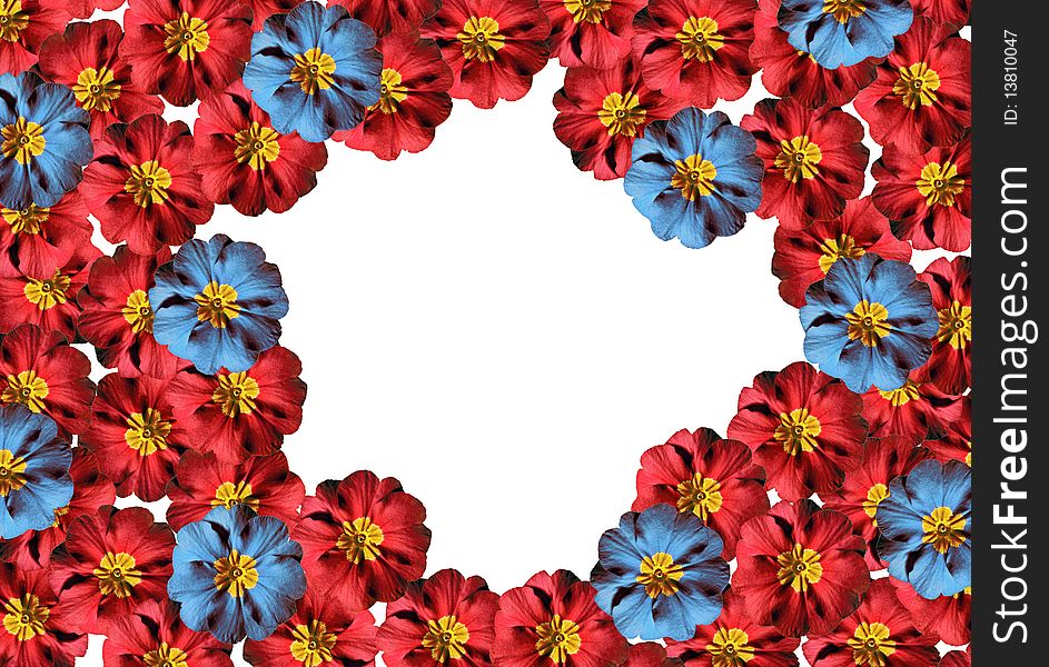 Red and blue primrose flower