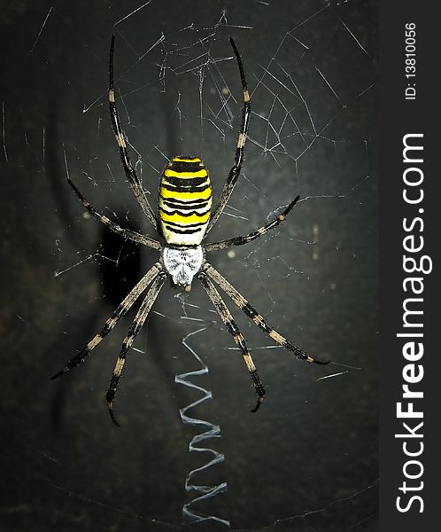 Dreadful Spider On The Dark Background.