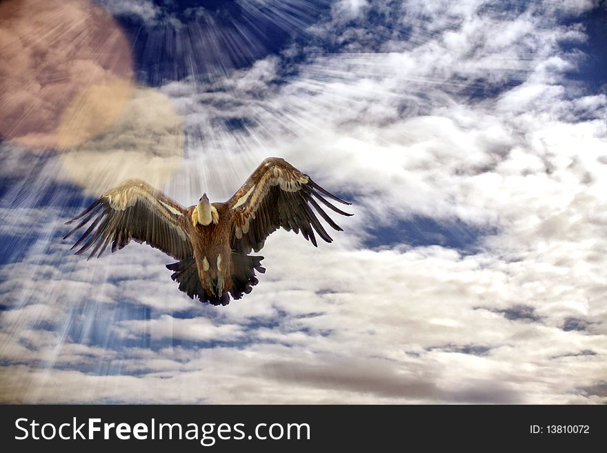 Picture of flying vulture and blue sky