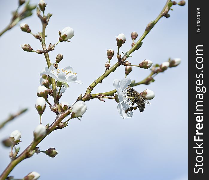 Little bee collects nectar from flowers