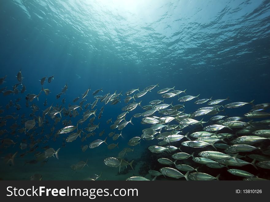 Mackerel school feeding taken in the Red Sea.