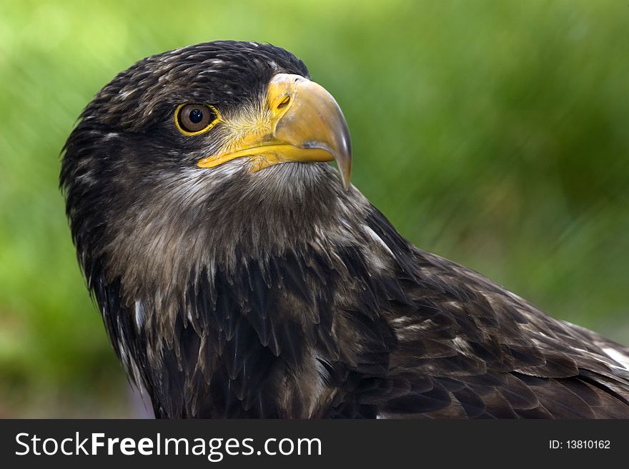 Close up of an American sea eagle