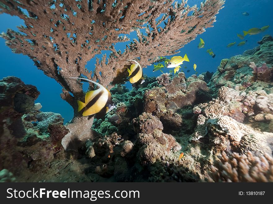 Bannerfish and coral