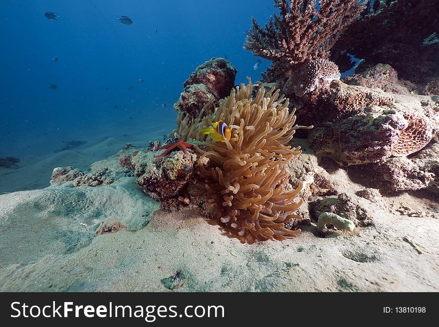 Anemone, anemonefish and ocean
