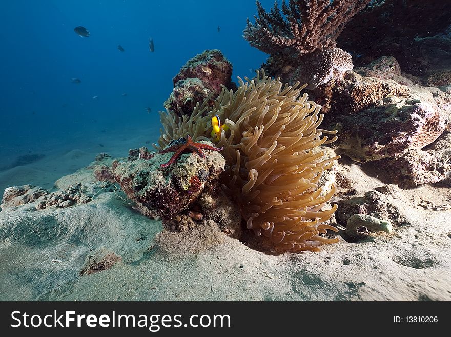 Anemone, anemonefish and ocean