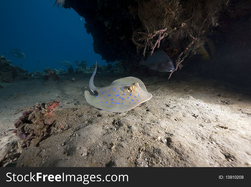 Bluespotted stingray and oceantaken in the Red Sea.