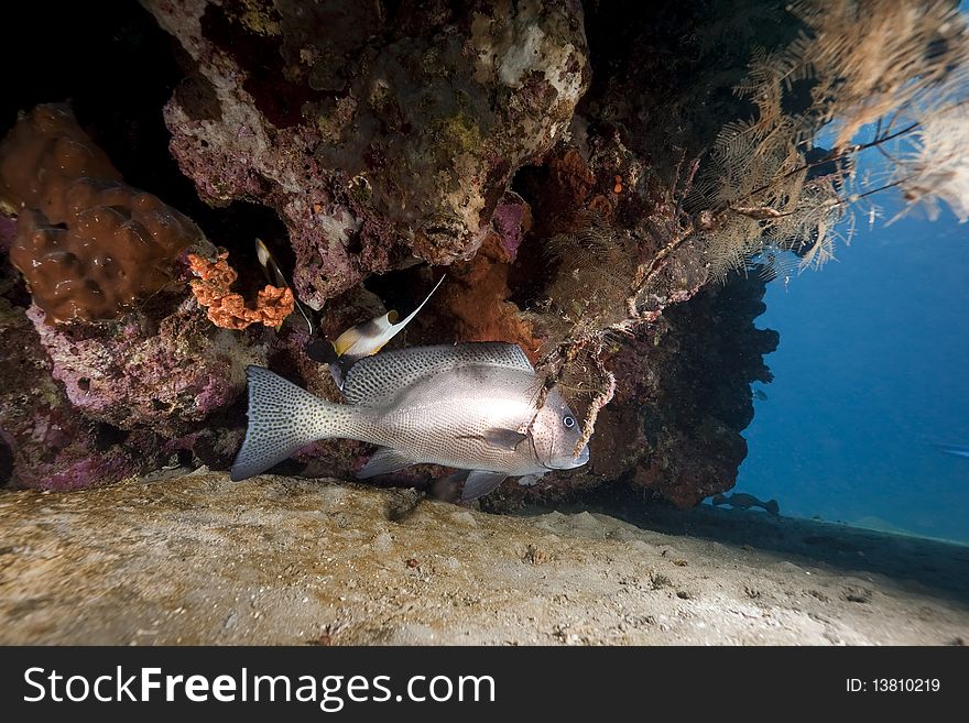 Sweetlip and oceantaken in the Red Sea.