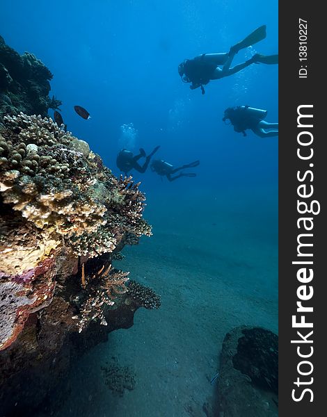 Divers, coral and ocean taken in the Red Sea. Divers, coral and ocean taken in the Red Sea.