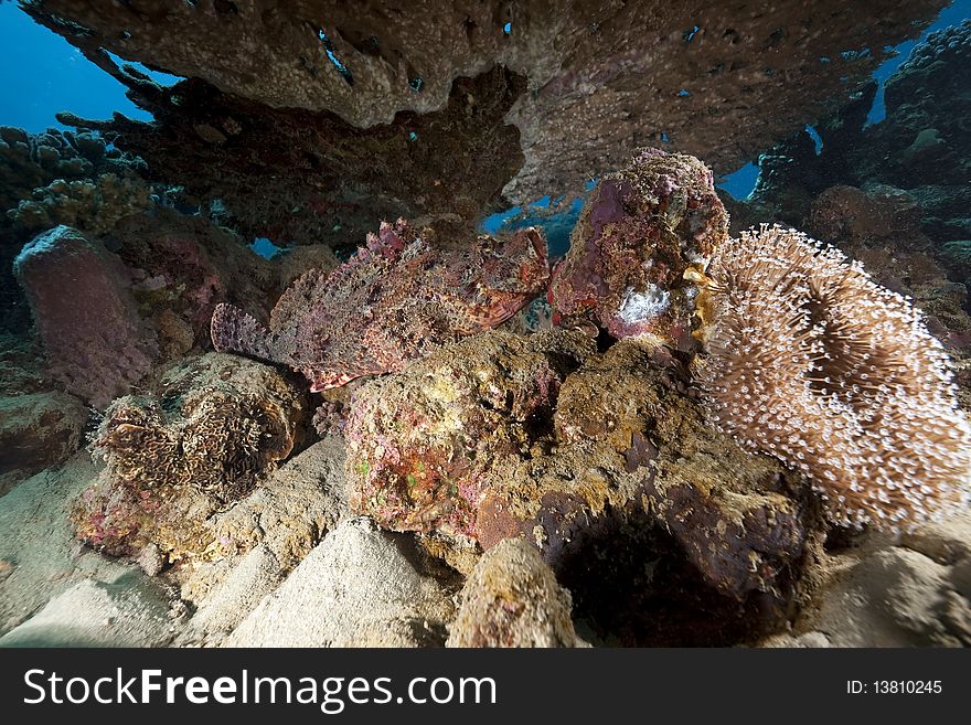 Scorpionfish and coral taken in the Red Sea.