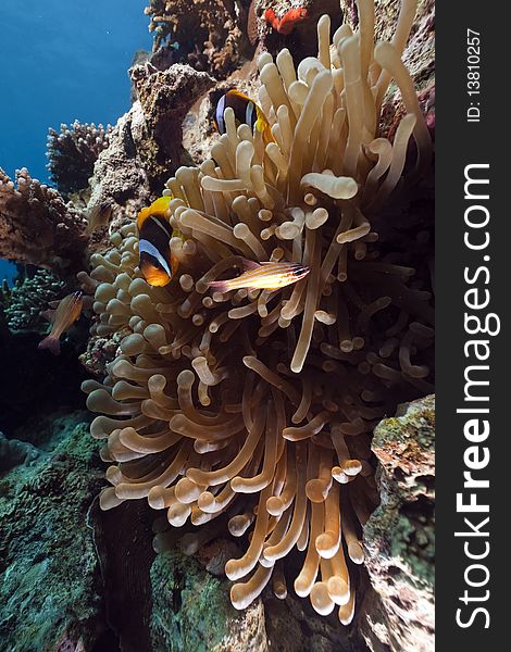 Anemone,anemonefish and ocean taken in the Red Sea. Anemone,anemonefish and ocean taken in the Red Sea.