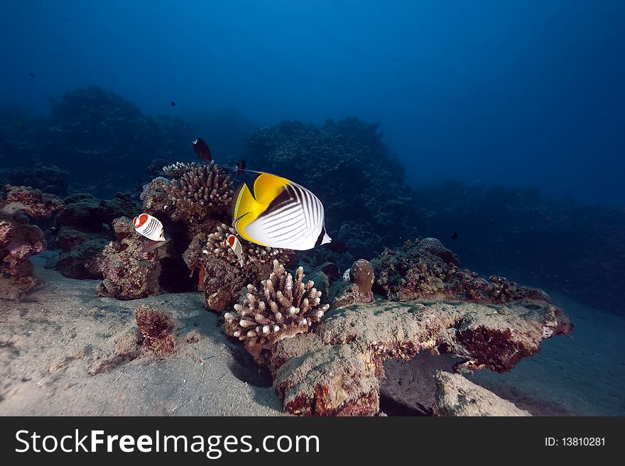 Butterflyfish and ocean taken in the Red Sea.