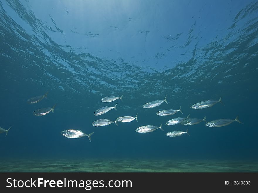 Mackerel school feeding taken in the Red Sea.