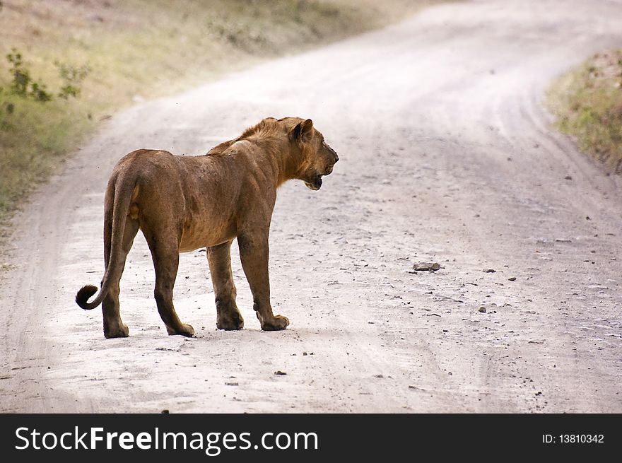 Wild male lion paused on trail in kenya whilst the pride follows. Wild male lion paused on trail in kenya whilst the pride follows