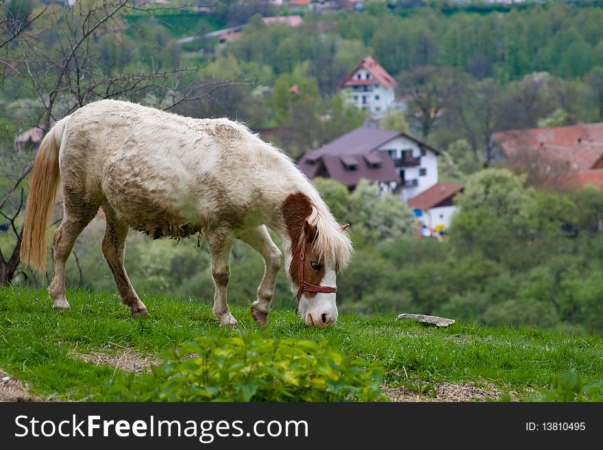 Mud covered gray gelding standing in a pasture eating. Mud covered gray gelding standing in a pasture eating