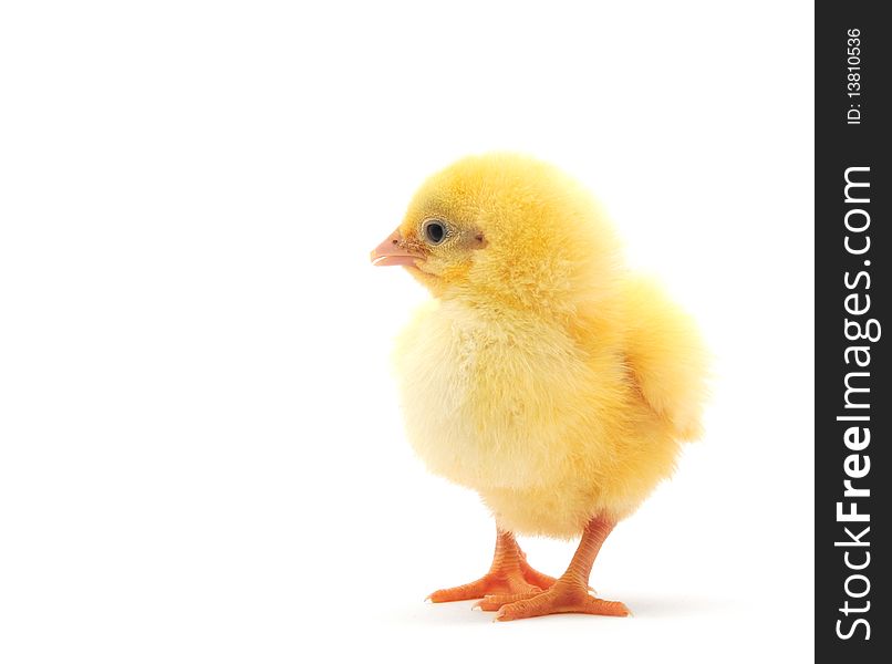 Chicken who is represented on a white background