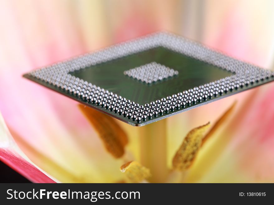 Macro photography of the flower holding an electronics microprocessor. Macro photography of the flower holding an electronics microprocessor