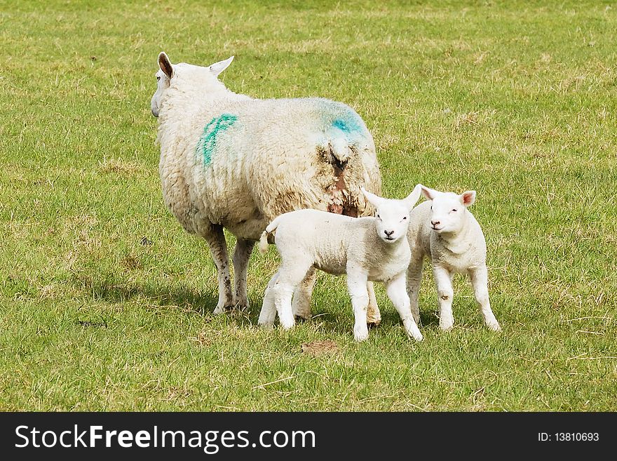 Sheep with two new spring lambs