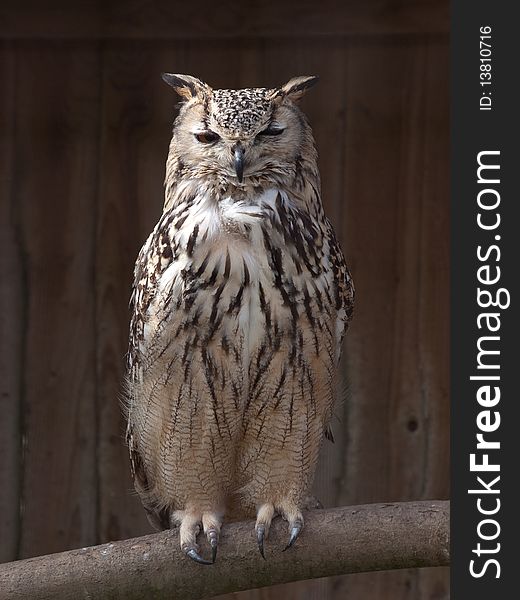 An front view of an owl standing on a perch