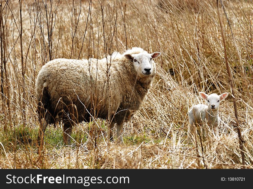 Spring Lamb and mum