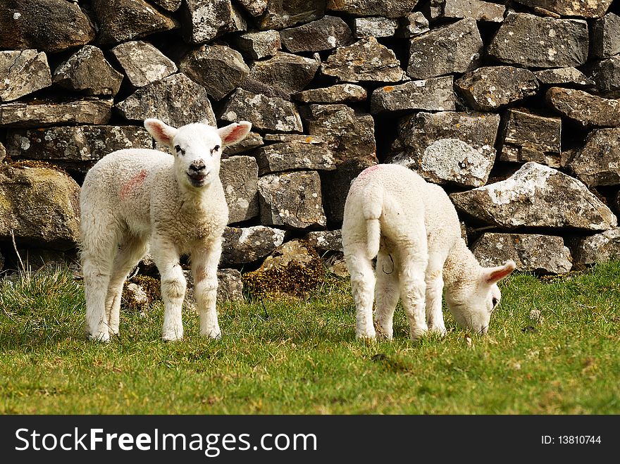 Two new spring lambs watching