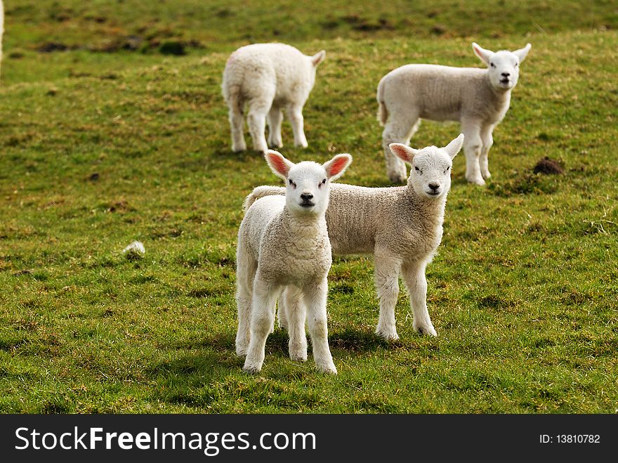 Spring Lambs