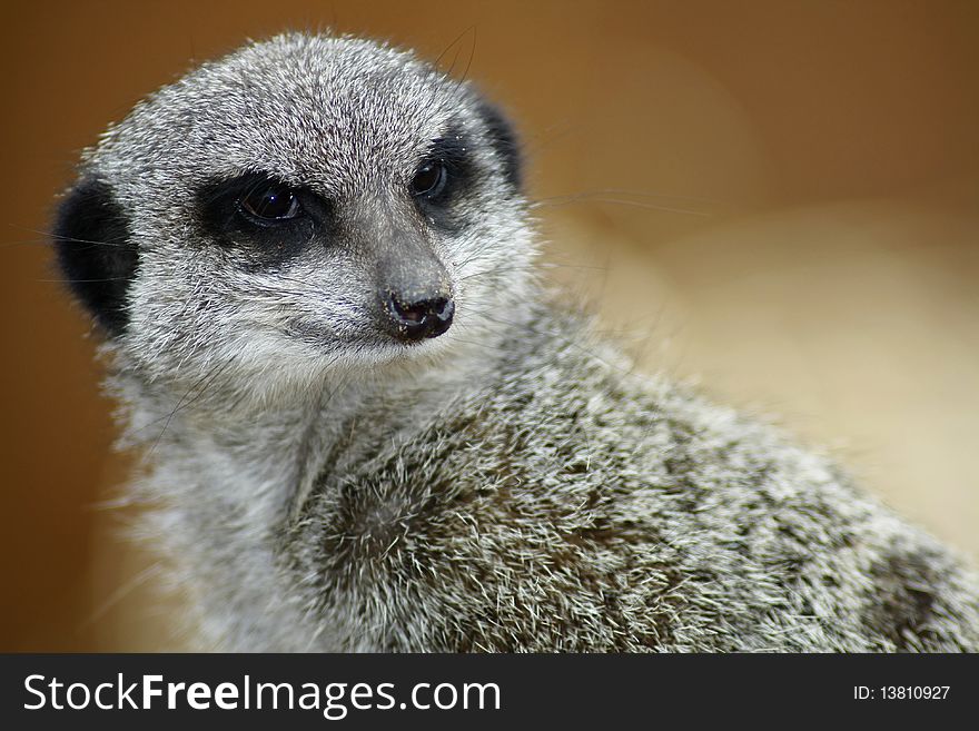 Close up showing face of a slender tailed meerkat.