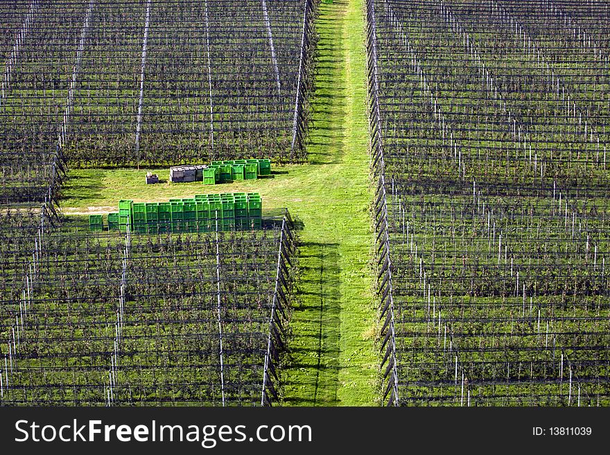 View from above on the large apple orchard. View from above on the large apple orchard.