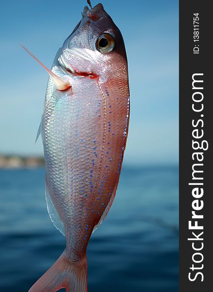 This is a photo of hooked fish with sea on the background