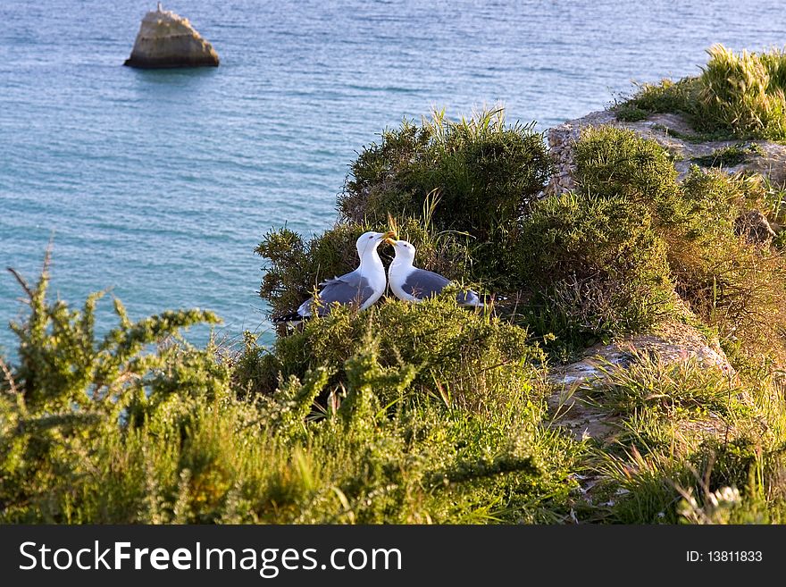 Seagulls in Love,praia da rocha beach,portugal