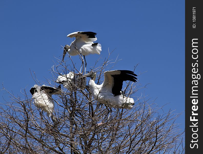 Wood stork (Mycteria americana) in the natural habitat. St. Augustine Alligator Farm Zoological Park, Florida.