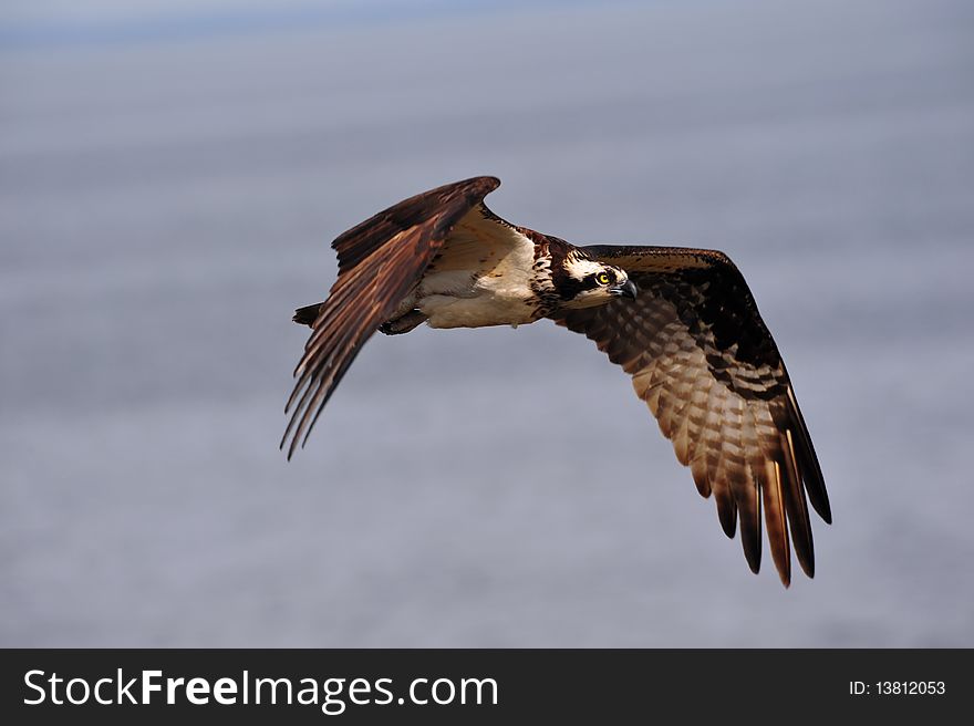 Closeup of Osprey flying over the Chesapeake Bay Maryland