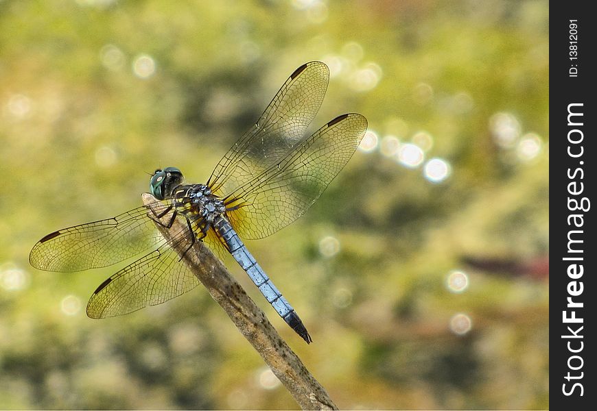 High detail blue dragon fly. High detail blue dragon fly