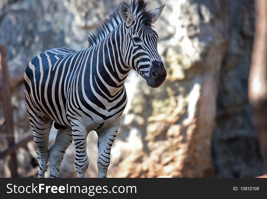 Zebra walking