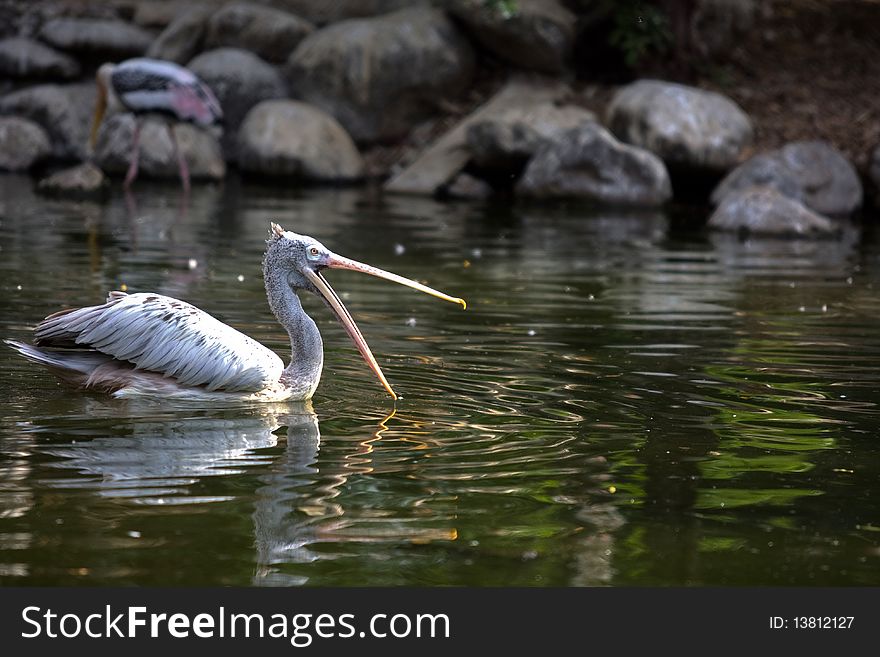 Bird Flamingo is swimming in the river and mount open. Bird Flamingo is swimming in the river and mount open