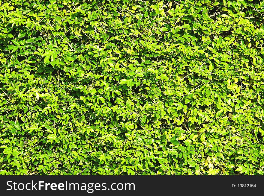 Abstract texture fresh green foliage. Good natural background