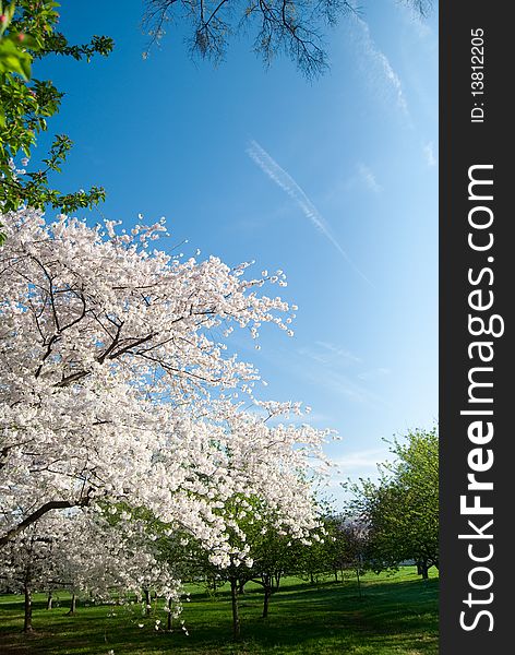 Cherry Blossoms in Washington D.C.