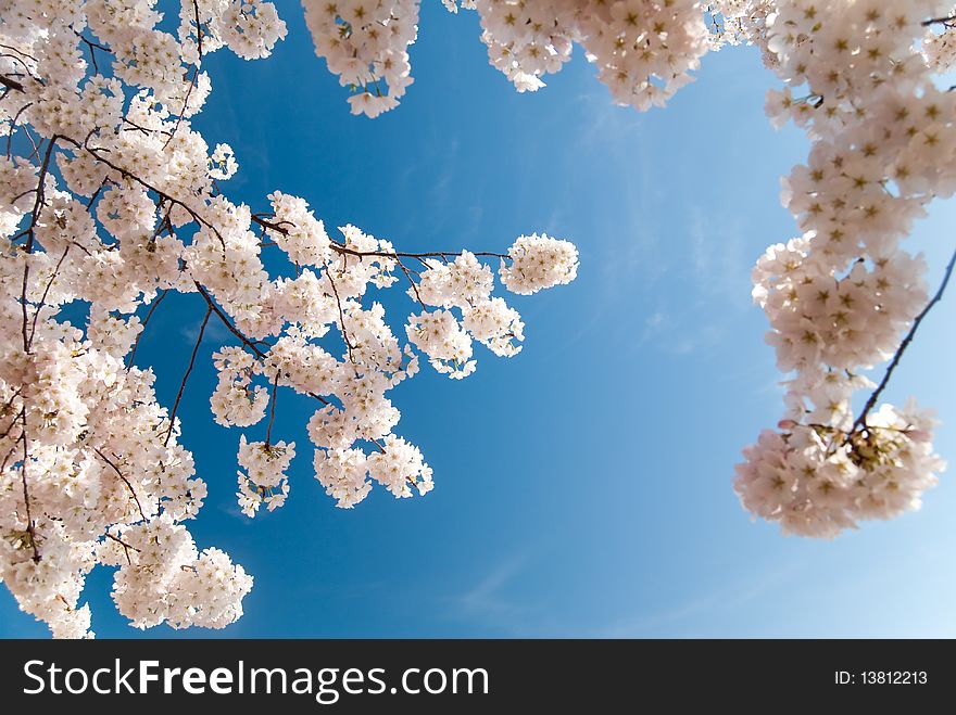 Cherry Blossoms in Washington D.C. Cherry Blossoms in Washington D.C.