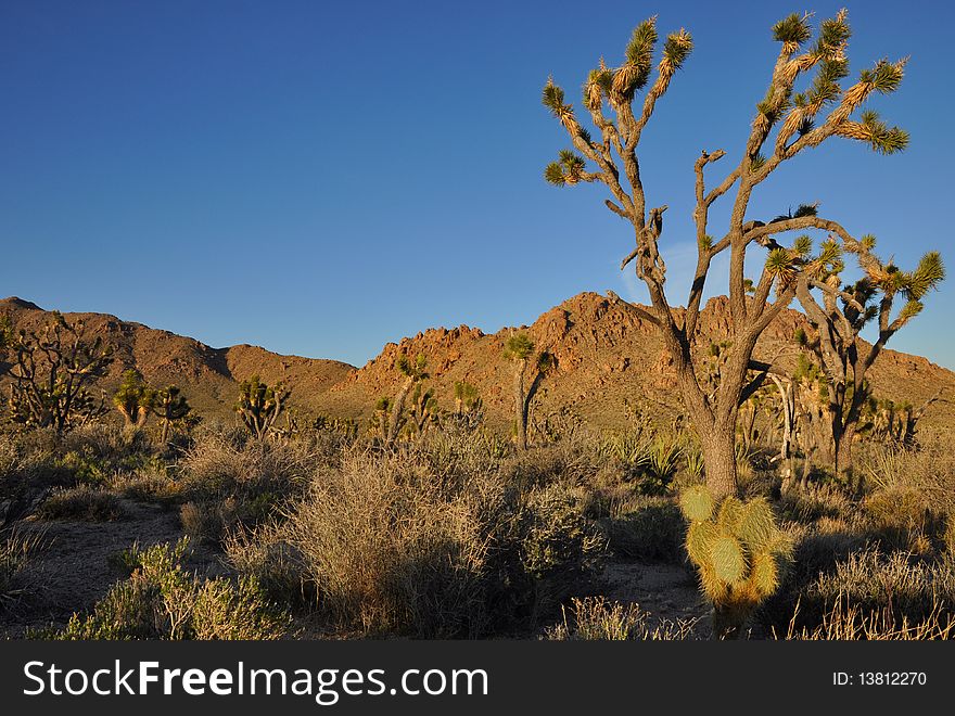 Joshua Tree in the Mojave National Preservation. Joshua Tree in the Mojave National Preservation
