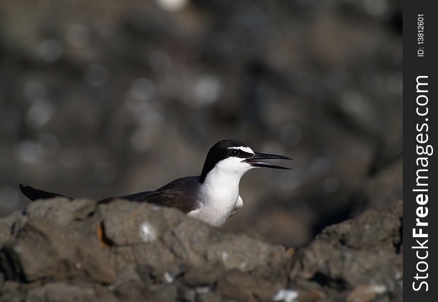 Bridled Terns (Sterna  anaethetus) breed in Puhung Island of Taiwan, summer migrant, Bird watching