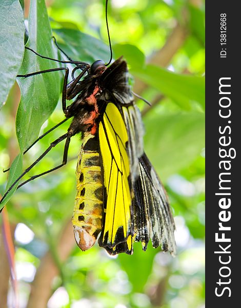 Big butterfly yellow color is macro photography