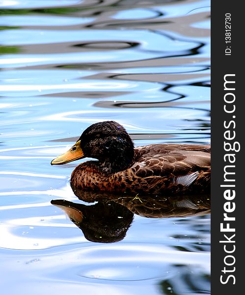 Duck swimming in a pond. Duck swimming in a pond