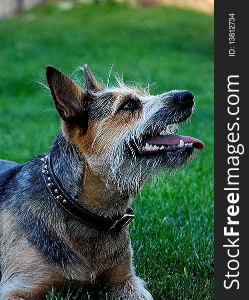 Open-mouthed Blue Heeler with spiked collar looks up expectantly.