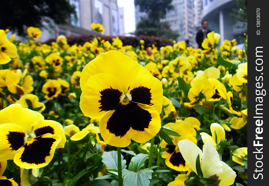 This is yellow flowers in the Parterre！. This is yellow flowers in the Parterre！