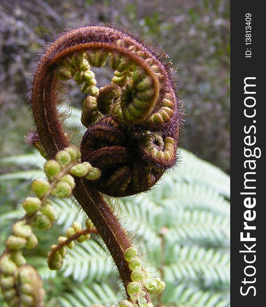 New Zealand's fern Koru, closeup