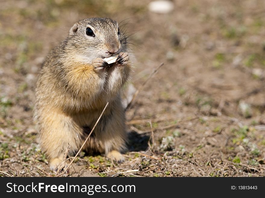 European Ground Squirrel eating a sunflower seed