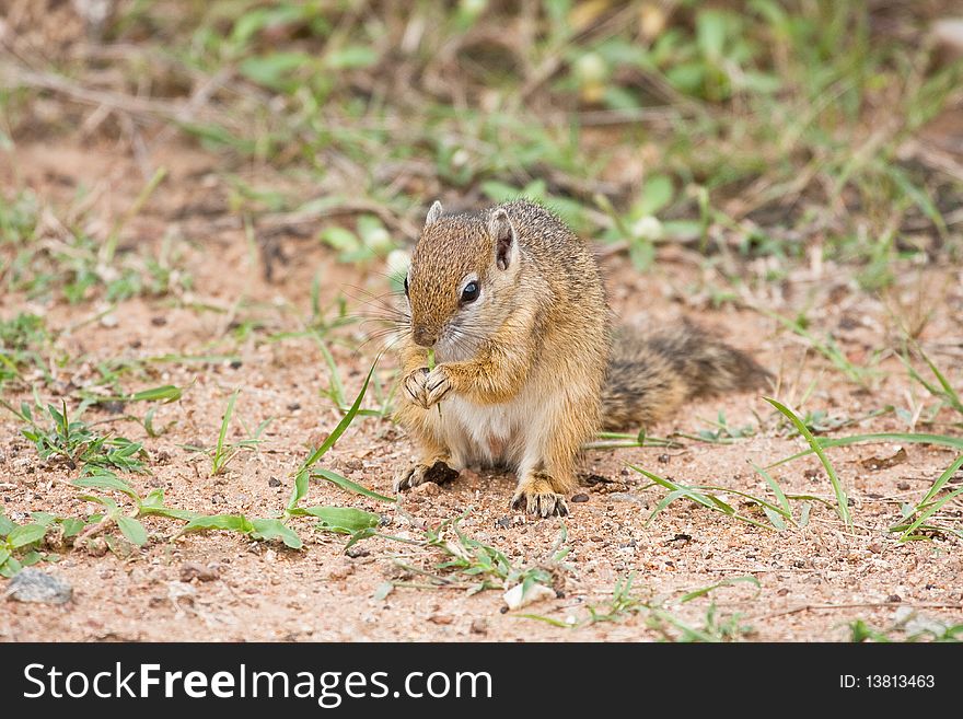 Squirrel in the field in Africa, eating.